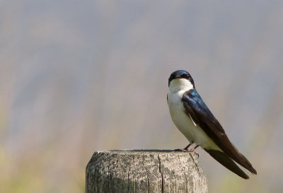 Tree Swallow / Boomzwaluw / Tachycineta bicolor