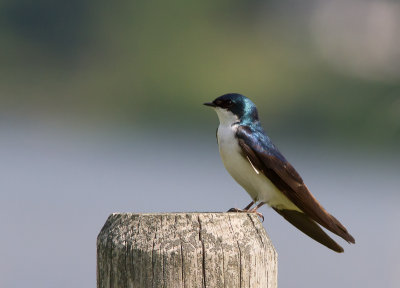Tree Swallow / Boomzwaluw / Tachycineta bicolor