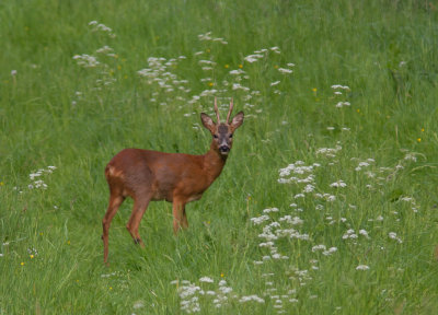 Ree / Roe Deer / Capreolus capreolus