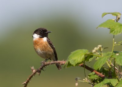 Roodborsttapuit / European Stonechat / Saxicola torquatus