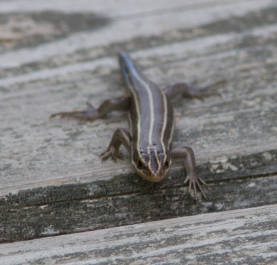 Vijfstreepskink /  (American) Five-lined Skink / Plestiodon fasciatus