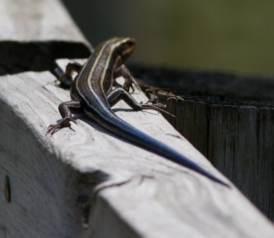 Vijfstreepskink /  (American) Five-lined Skink / Plestiodon fasciatus