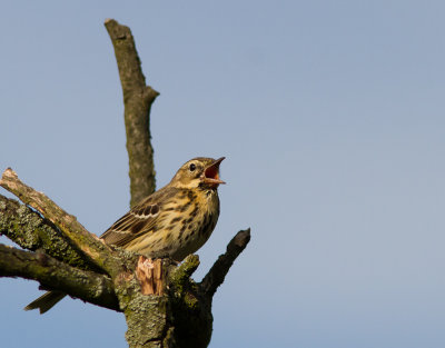 Graspieper / Meadow Pipit / Anthus pratensis