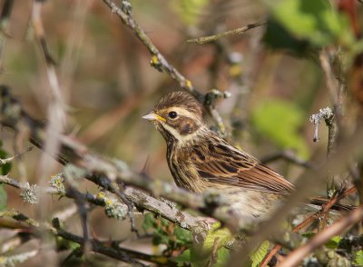 Rietgors / Reed Bunting / Emberiza schoeniclus