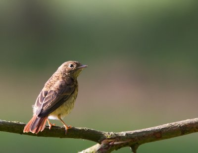 Gekraagde roodstaart / Common Redstart / Phoenicurus phoenicurus