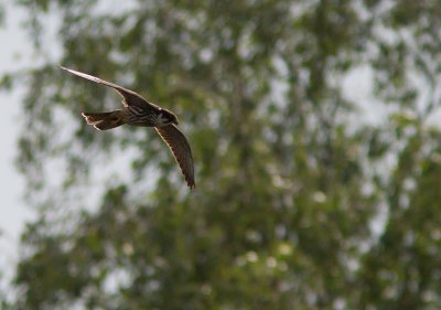 Boomvalk / Eurasian Hobby / Falco subbuteo