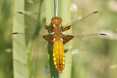 Platbuik / Broad-bodies Chaser / Libellula depressa