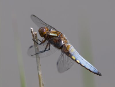 Platbuik / Broad-bodies Chaser / Libellula depressa