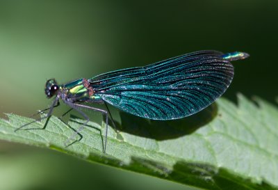 Beekjuffers /  Demoiselles / Calopterygidae