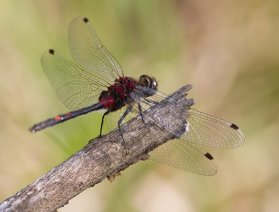 Venwitsnuitlibel / Small Whiteface / Leucorrhinia dubia