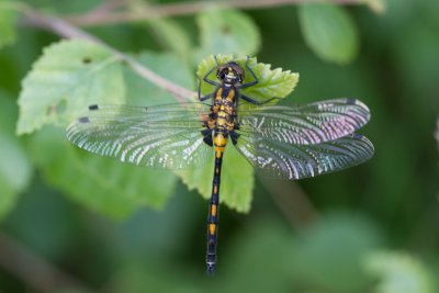 Venwitsnuitlibel / Small Whiteface / Leucorrhinia dubia