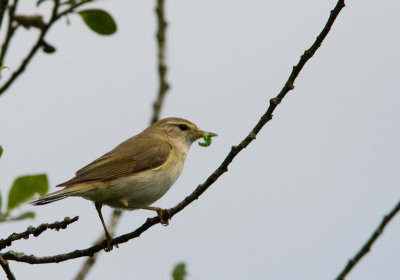 Fitis / Willow Warbler / Phylloscopus trochilus