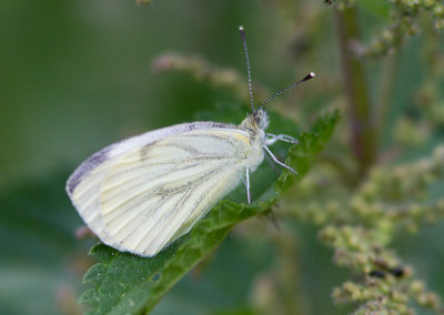 Klein geaderd witje / Green-veined White / Pieris napi