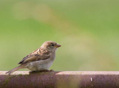 Huismus / House Sparrow / Passer domesticus