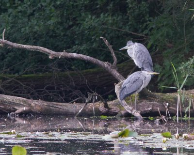 Blauwe Reiger / Grey Heron / Ardea cinerea