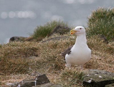 Grote Mantelmeeuw / Great Black-backed Gull / Larus marinus