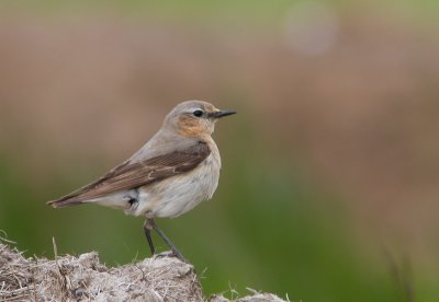 Tapuit / Northern Wheatear / Oenanthe oenanthe