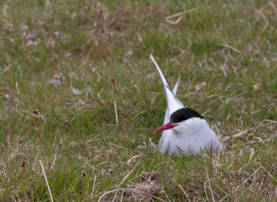 Noordse stern / Arctic tern / Sterna paradisaea