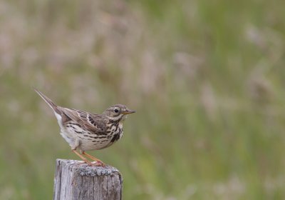 Graspieper / Meadow Pipit / Anthus pratensis