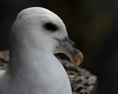 Noordse stormvogel / Northern Fulmar / Fulmarus glacialis