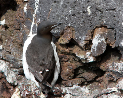 Kortbekzeekoet / Brnnich's Guillemot / Uria lomvia