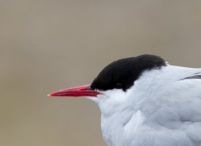 Noordse stern / Arctic tern / Sterna paradisaea