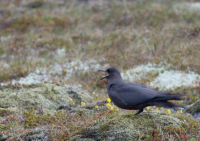 Kleine jager / Parasitic jaeger / Stercorarius parasiticus