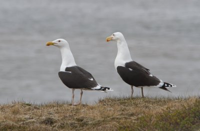 Grote Mantelmeeuw / Great Black-backed Gull / Larus marinus