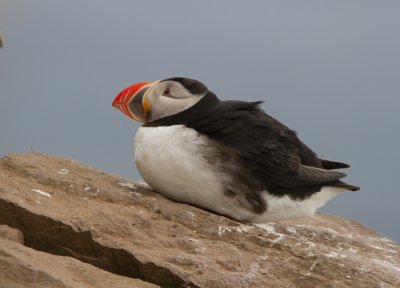 Papegaaiduikers / Puffin / Fratercula arctica