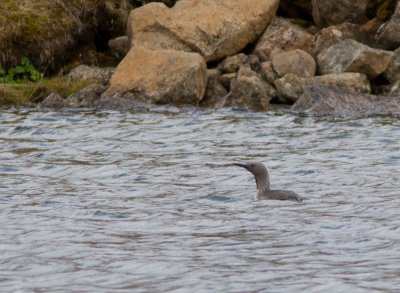 Roodkeelduiker / Red-throated Loon / Gavia stellata