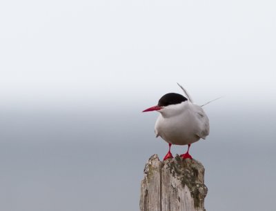 Noordse stern / Arctic tern / Sterna paradisaea