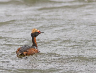 Kuifduiker / Horned Grebe / Podiceps auritus