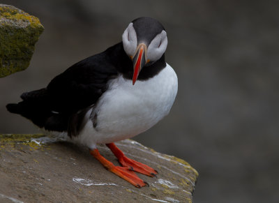 Papegaaiduikers / Puffin / Fratercula arctica