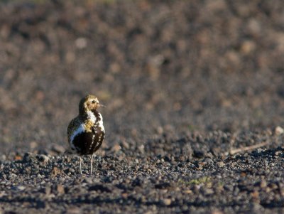 Goudplevier / Golden Plover / Pluvialis apricaria