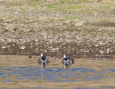 Harlekijneend / Harlequin Duck / Histrionicus histrionicus