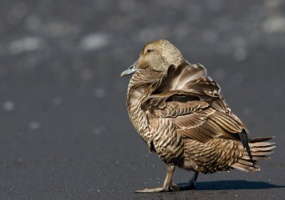 Eider / Common Eider / Somateria mollissima