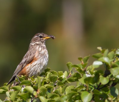 Koperwiek / Redwing / Turdus iliacus