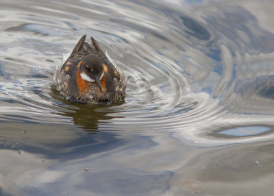 Grauwe franjepoot / Red-necked Phalarope / Phalaropus lobatus