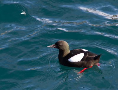 Zwarte zeekoet / Black Guillemot / Cepphus grylle