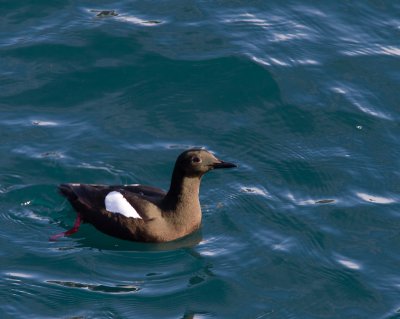 Zwarte zeekoet / Black Guillemot / Cepphus grylle