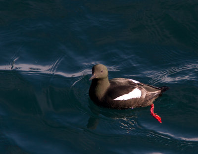 Zwarte zeekoet / Black Guillemot / Cepphus grylle