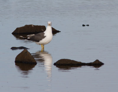 Kleine mantelmeeuw / Lesser Black-backed Gull / Larus fuscus