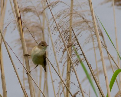 Kleine karekiet / Eurasian Reed Warbler / Acrocephalus scirpaceus