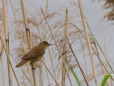 Kleine karekiet / Eurasian Reed Warbler / Acrocephalus scirpaceus