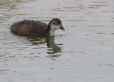 Meerkoet / Eurasian Coot / Fulica at