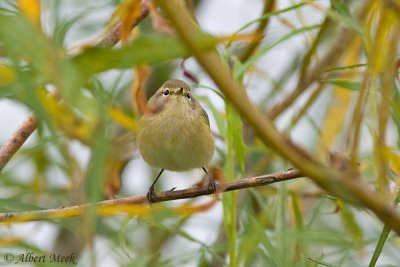 Tjiftjaf /  Chiffchaff / Phylloscopus collybita