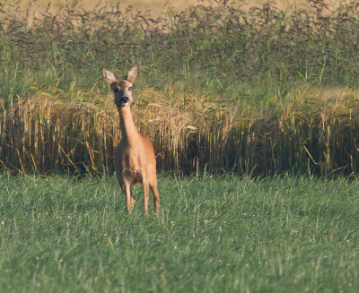 Ree / Roe Deer / Capreolus capreolus