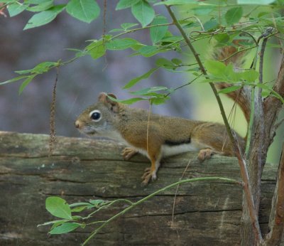 Amerikaanse rode eekhoorn / American red squirrel / Tamiasciurus hudsonicus