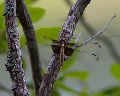 Widow Skimmer / Libellula luctuosa