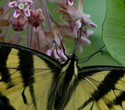 Eastern Tiger Swallowtail / Papilio glaucus